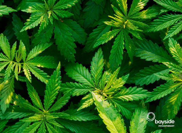 Marijuana Overcome Addiction Therapy Hypnotherapy - Bayside Pyshcotherapy